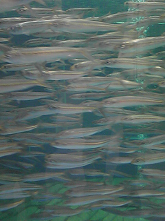 untitled.bmp